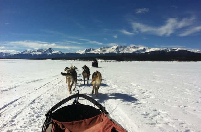 Dogsledding near Buena Vista, CO