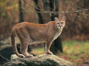 Colorado Wildlife Around Buena Vista & Breckenridge