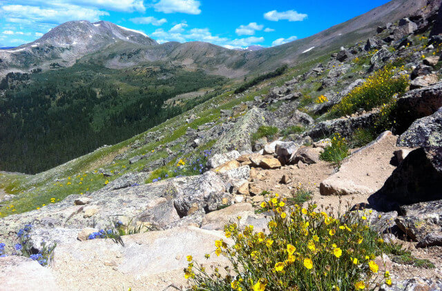 Mt. Yale Flowers