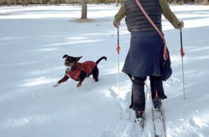 Winter trails in buena vista co