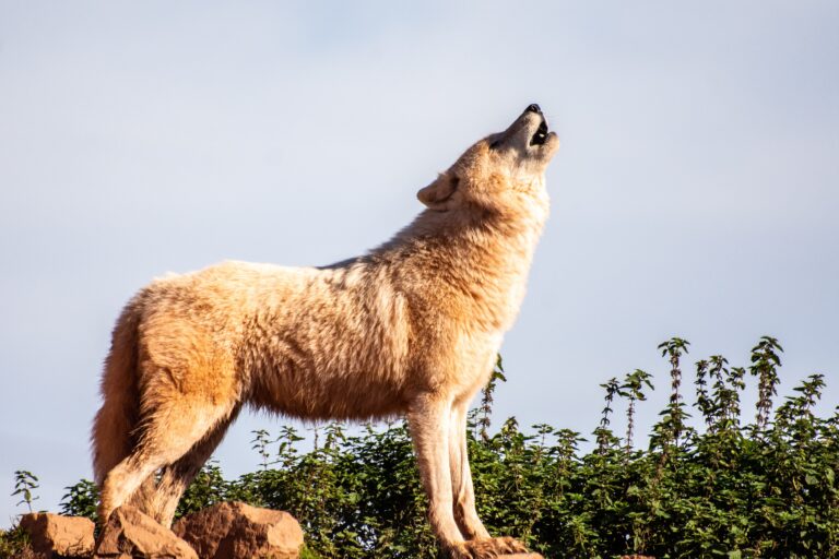 what to do if you see a wolf in colorado