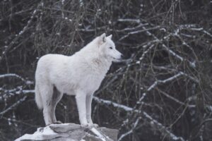 what to do if you see a wolf in the wild