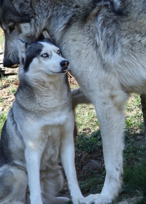wolf what to do if you see a wolf